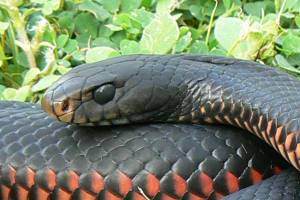 Red-bellied-Black-snake(3)